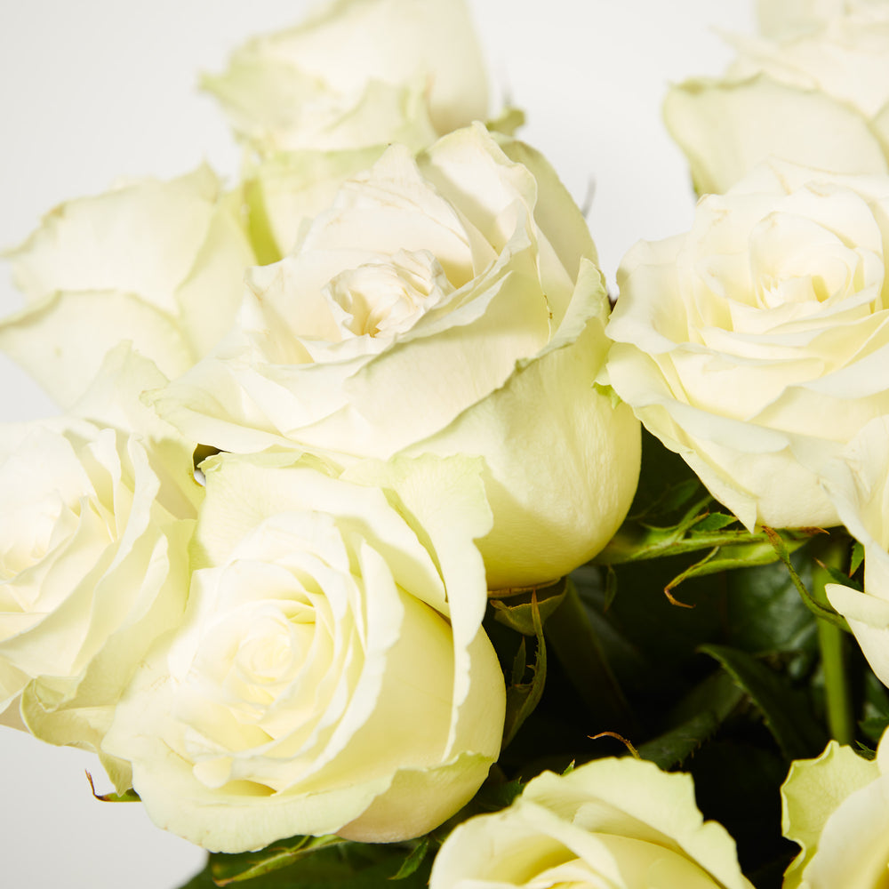 24 Fairtrade White Roses