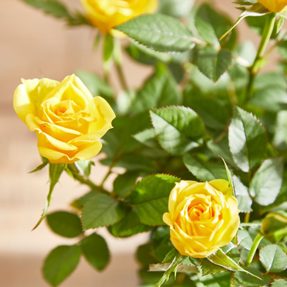 Yellow Rose Plant with Pot