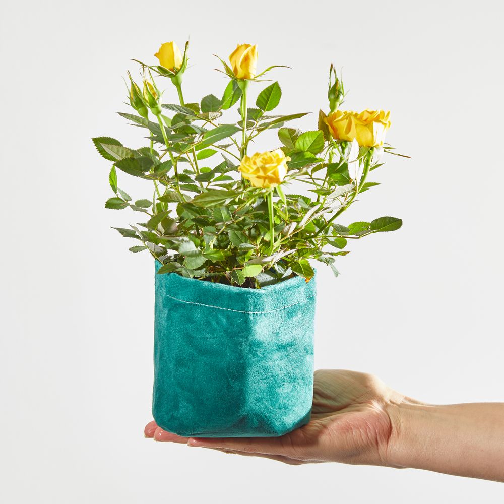 Yellow Rose Plant with Pot