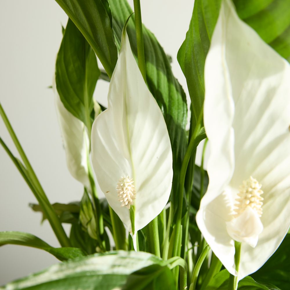 Peace Lily with Pot