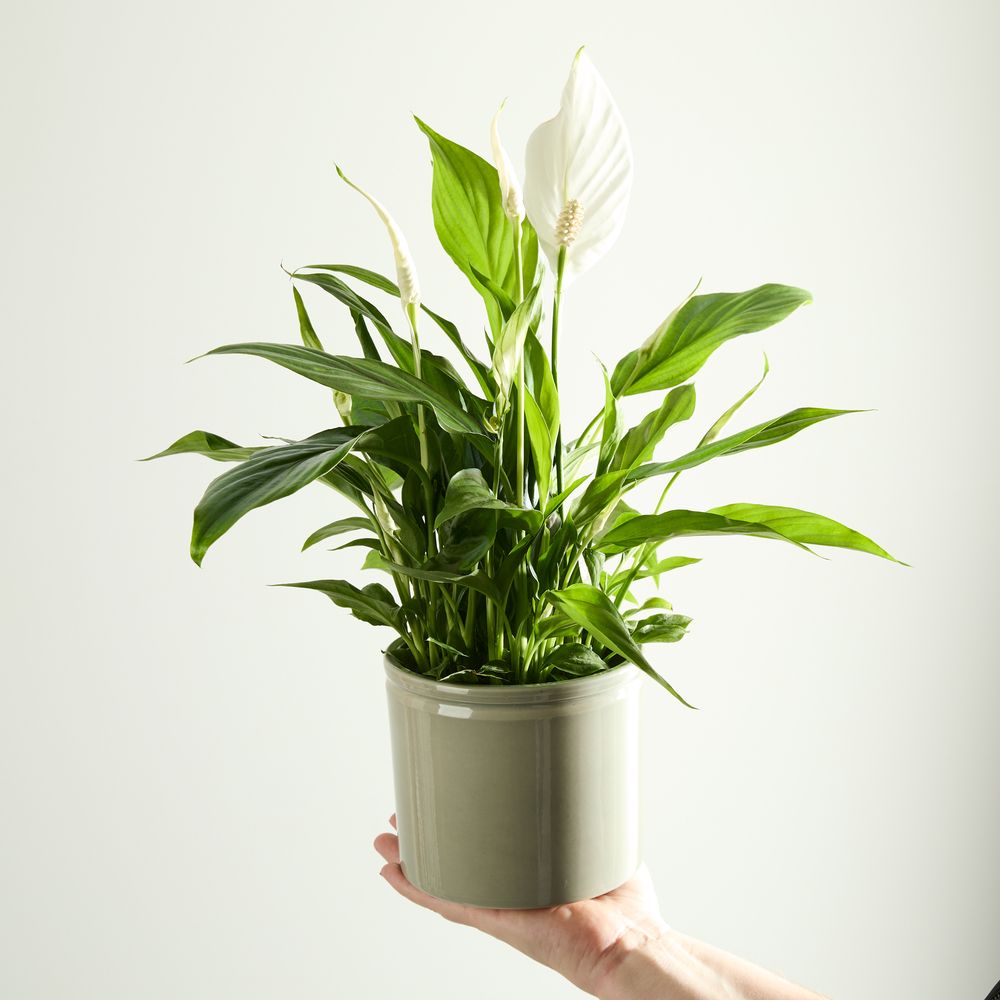 Peace Lily with Pot