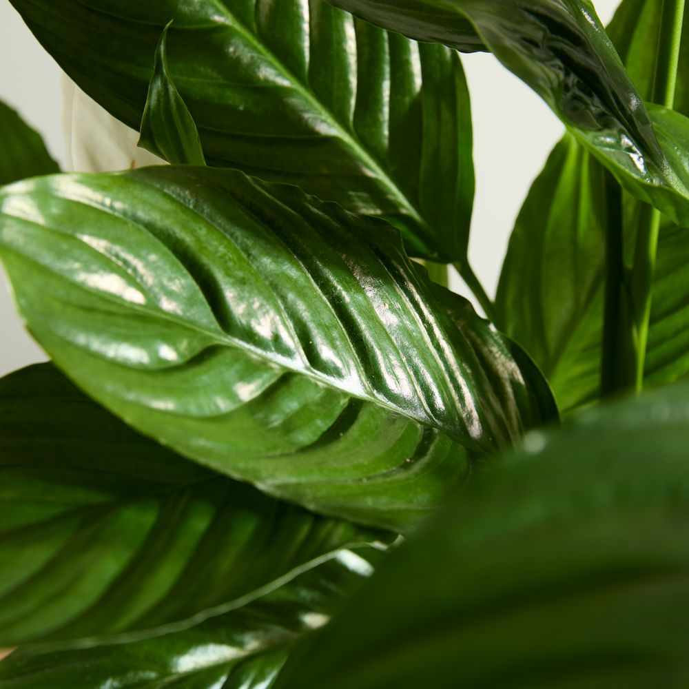 Peace Lily with Pot