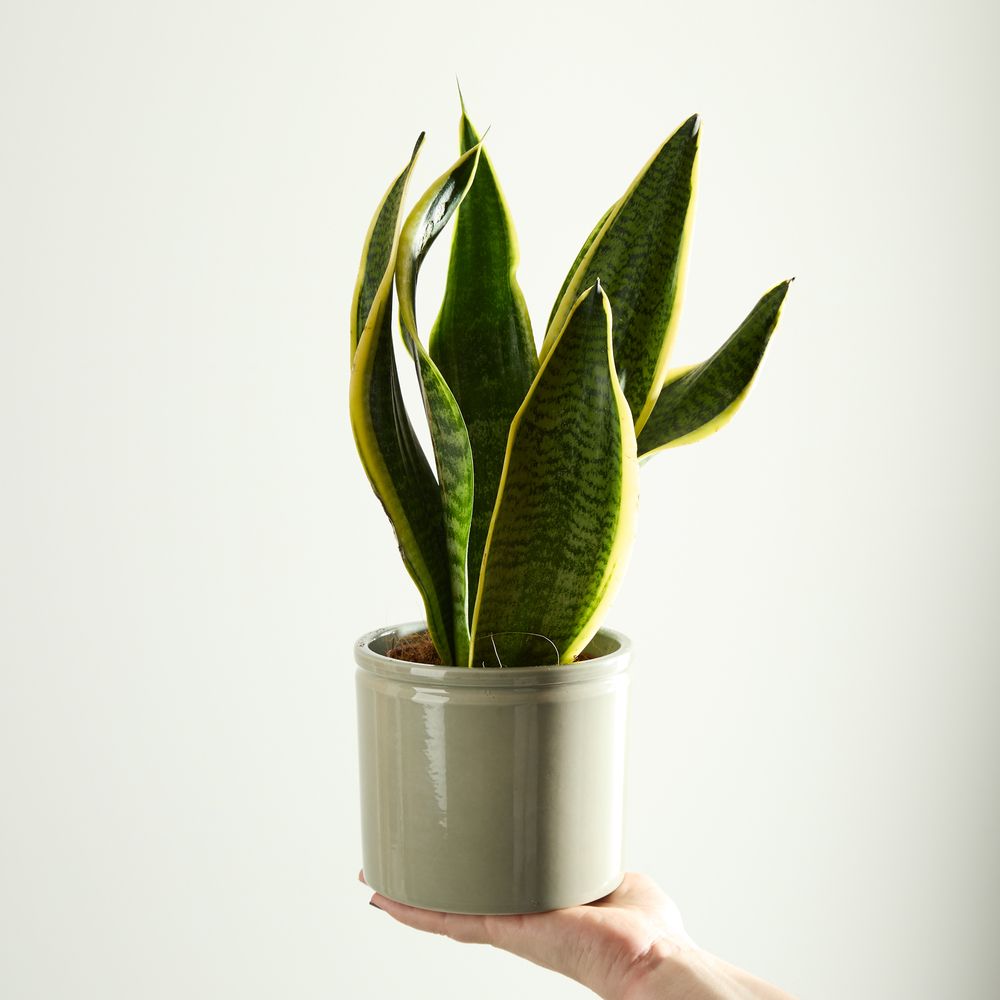 Snake Plant with Pot