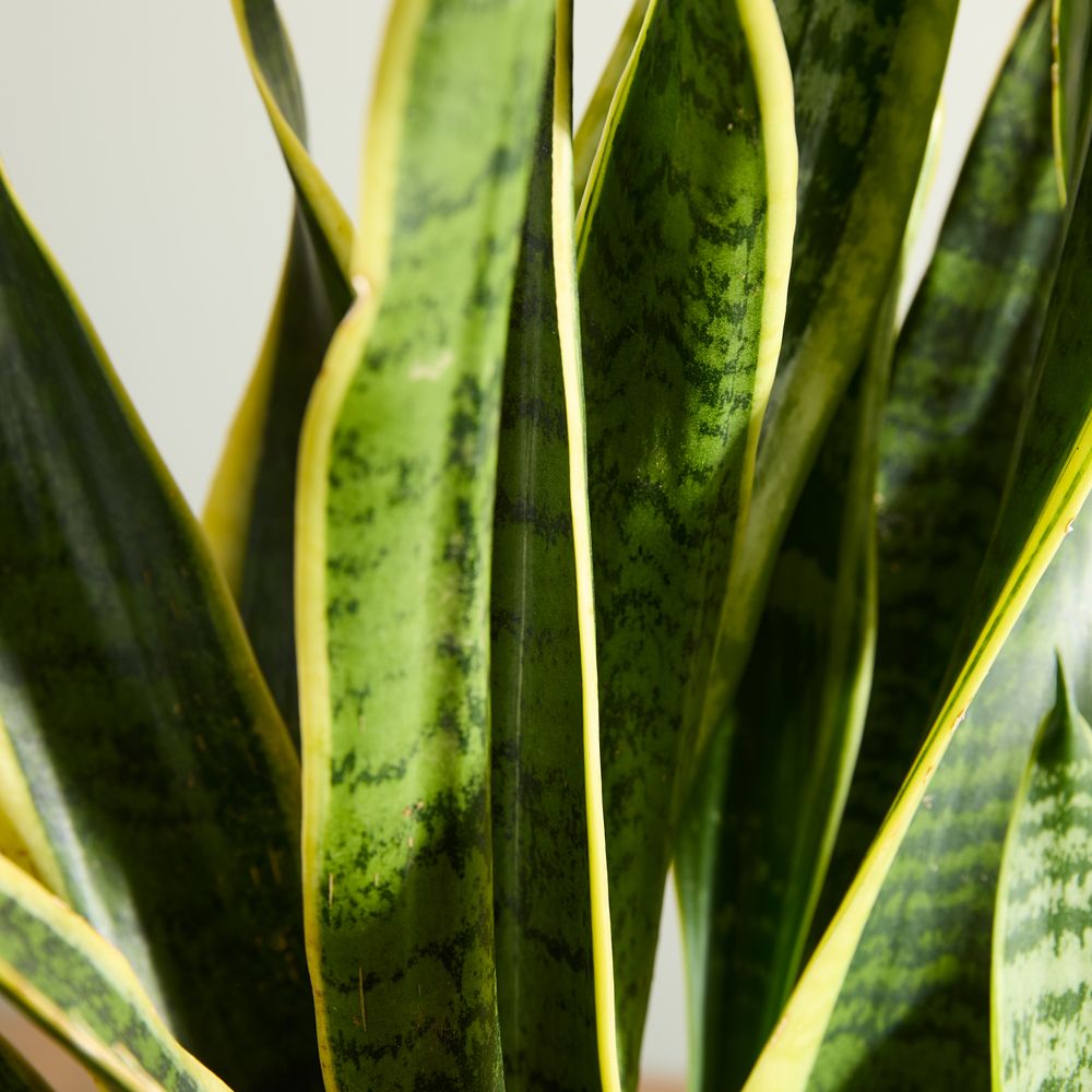 Snake Plant with Pot