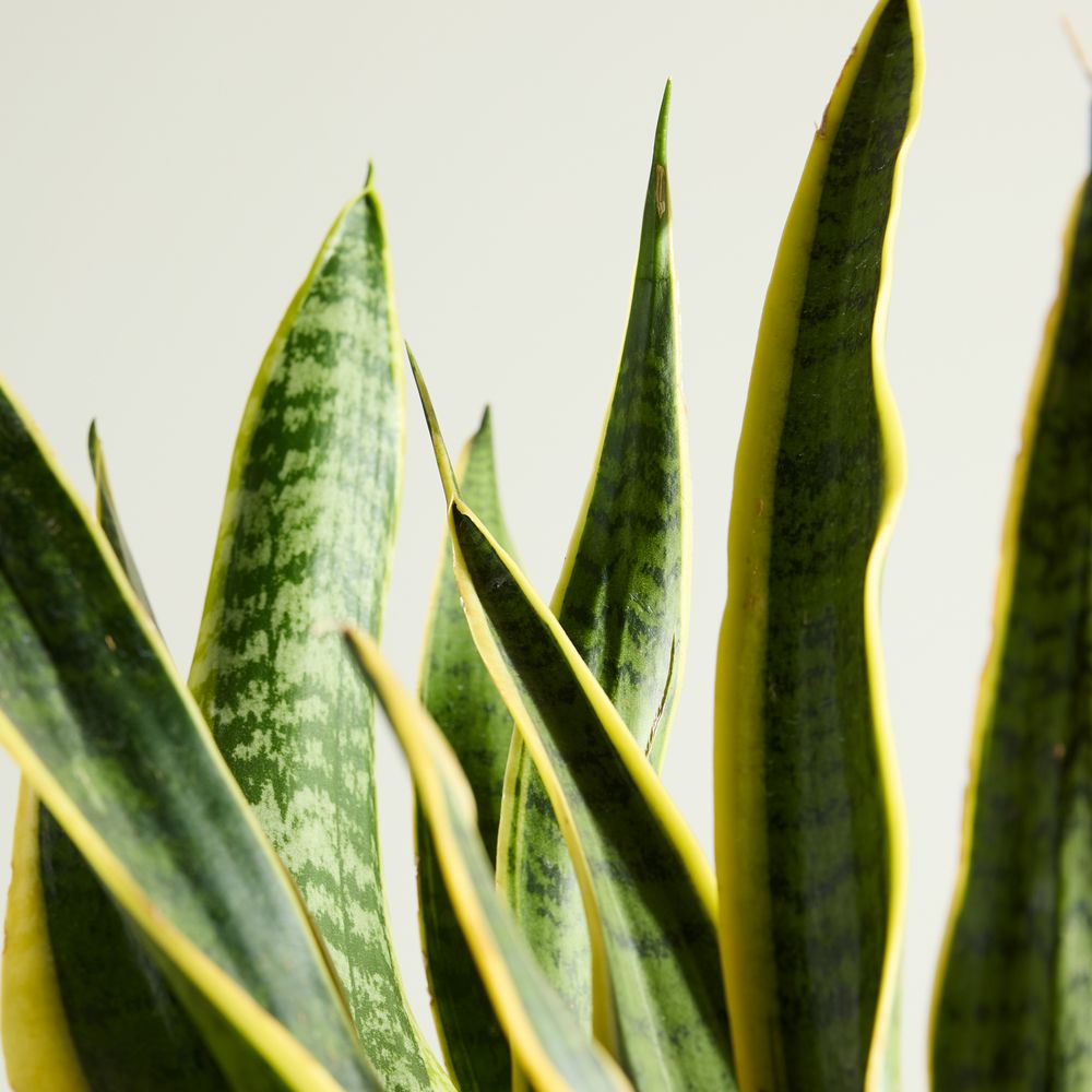 Snake Plant with Pot