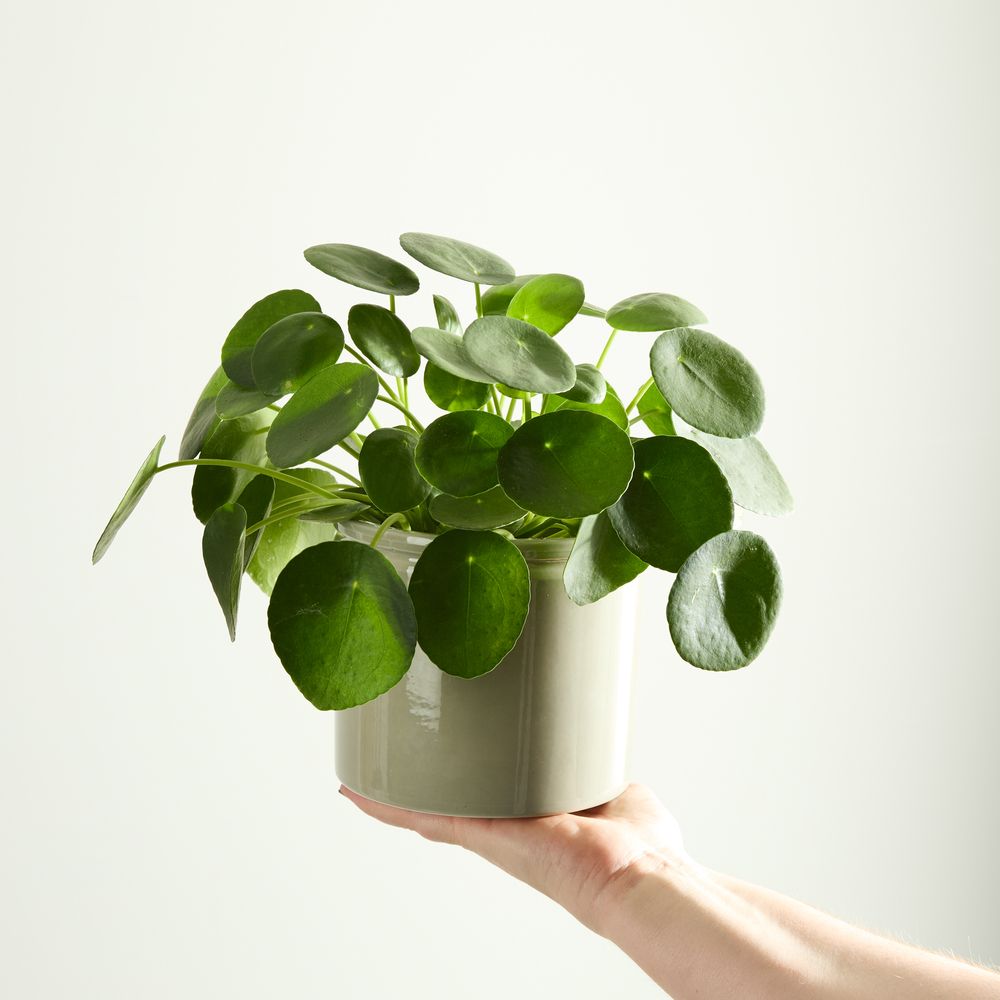 Chinese Money Plant with Pot
