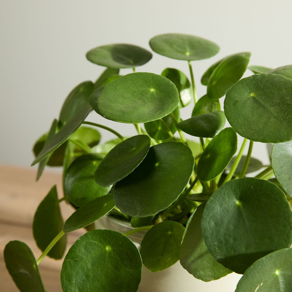 Chinese Money Plant with Pot