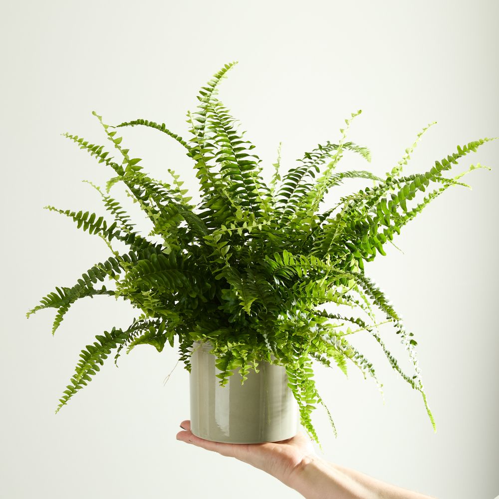 Boston Fern with Pot