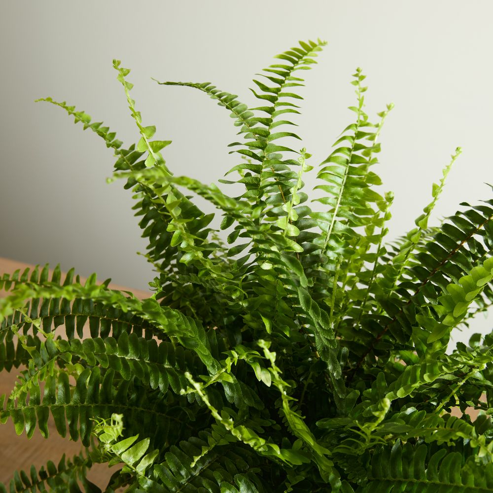Boston Fern with Pot