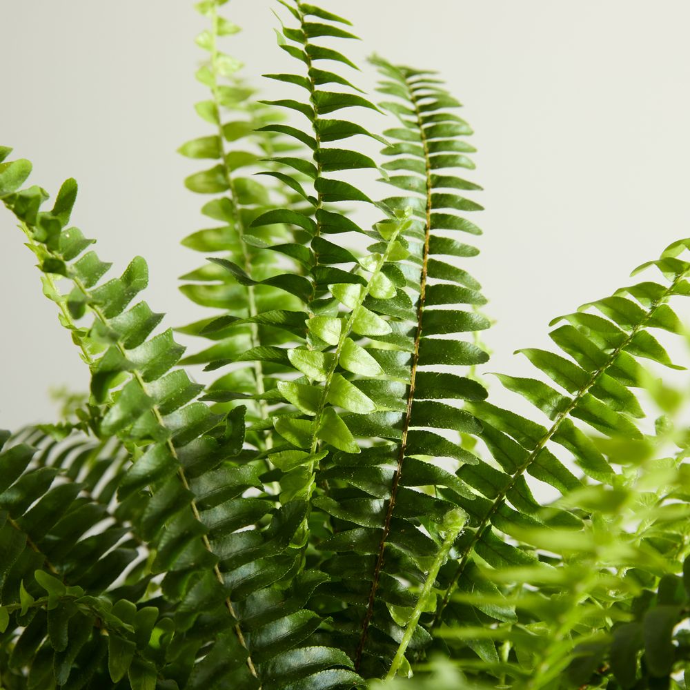 Boston Fern with Pot
