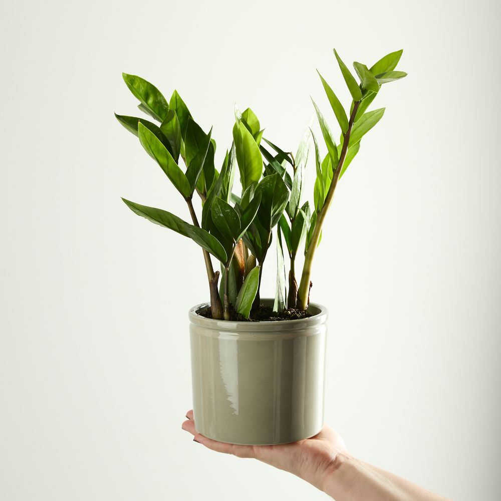 Zizi Plant with Pot
