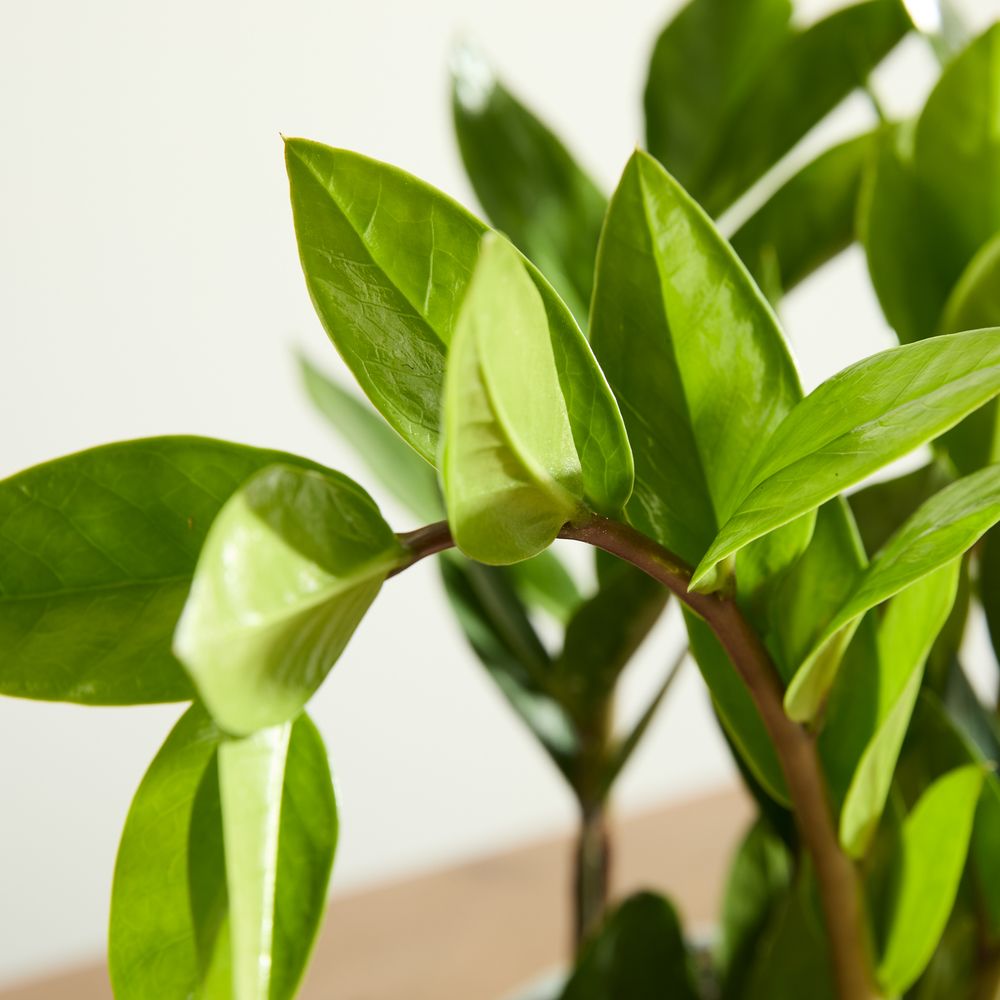 Zizi Plant with Pot