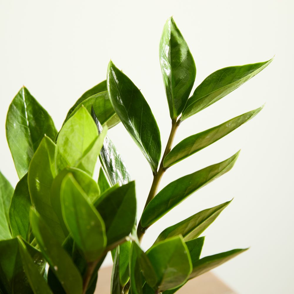 Zizi Plant with Pot
