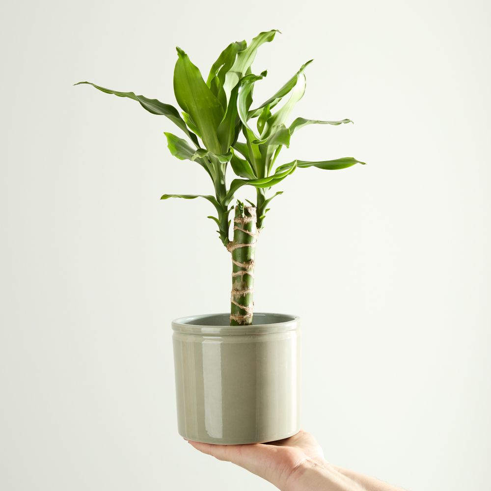 Corn Plant with Pot
