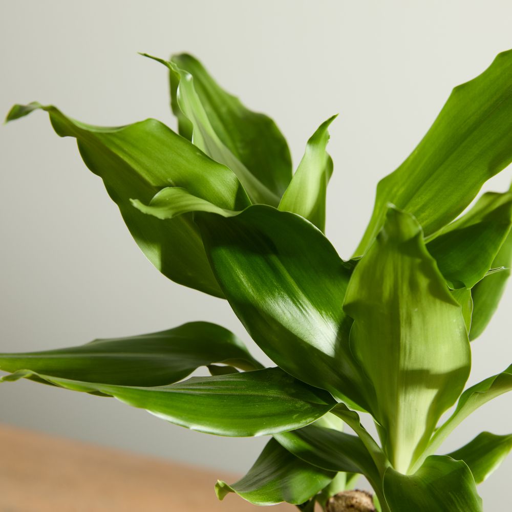 Corn Plant with Pot