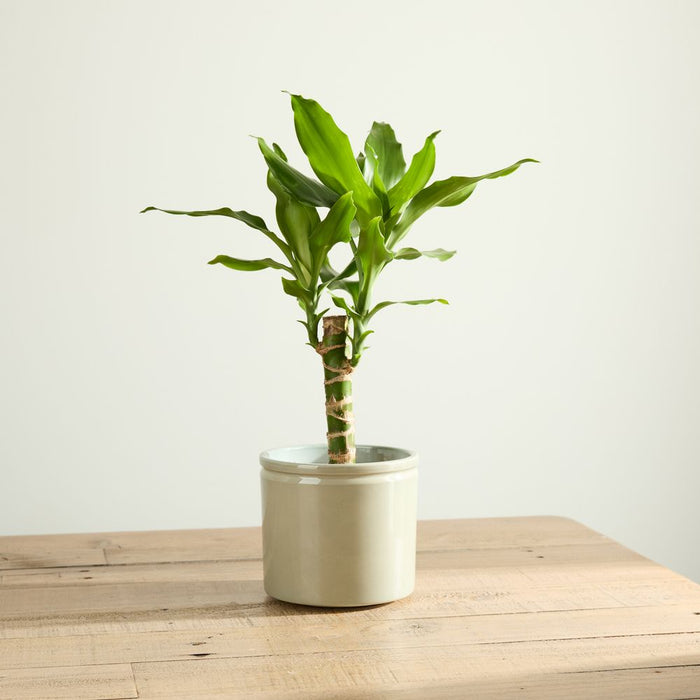 Corn Plant with Pot