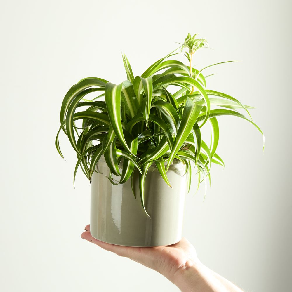 Curly Spider Plant with Pot