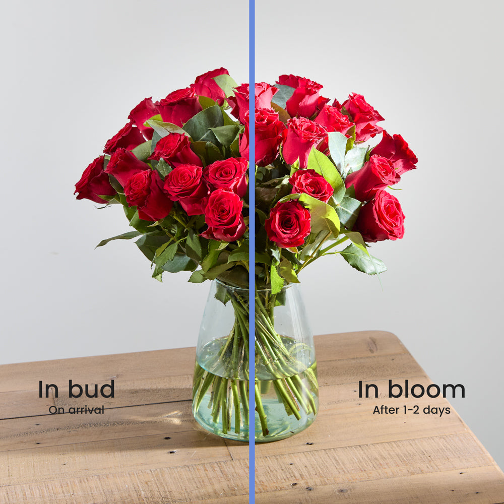 24 Luxury Red Roses