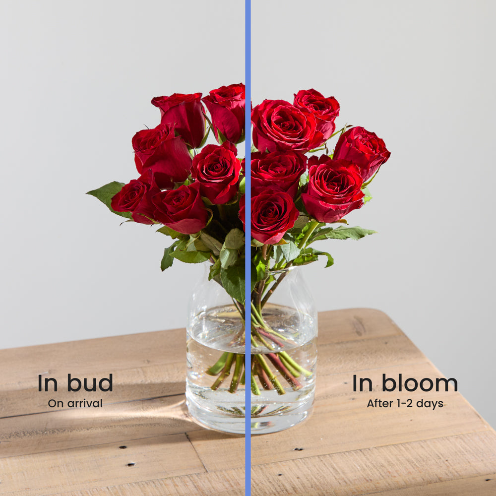 Dozen Red Roses