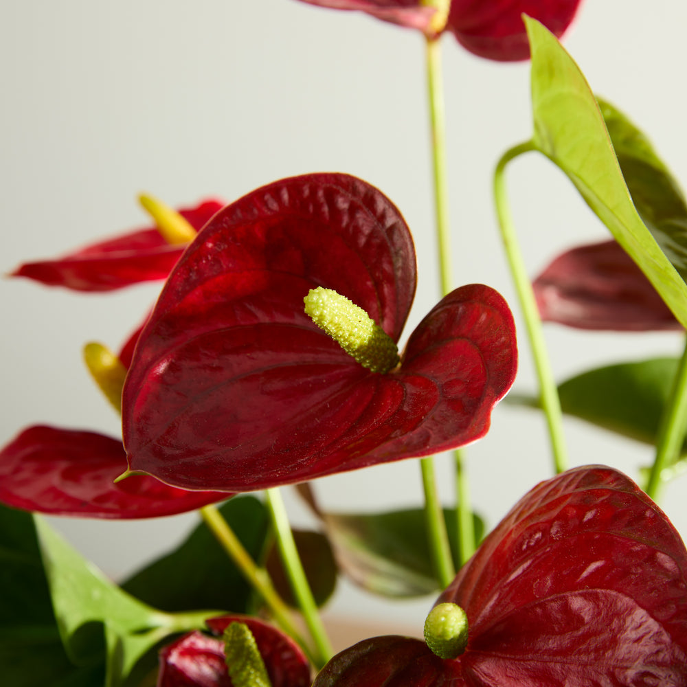 Red Flamingo Flower Plant with Pot
