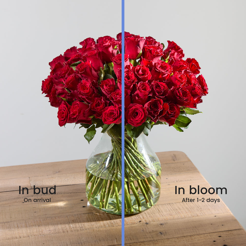 50 Red Roses