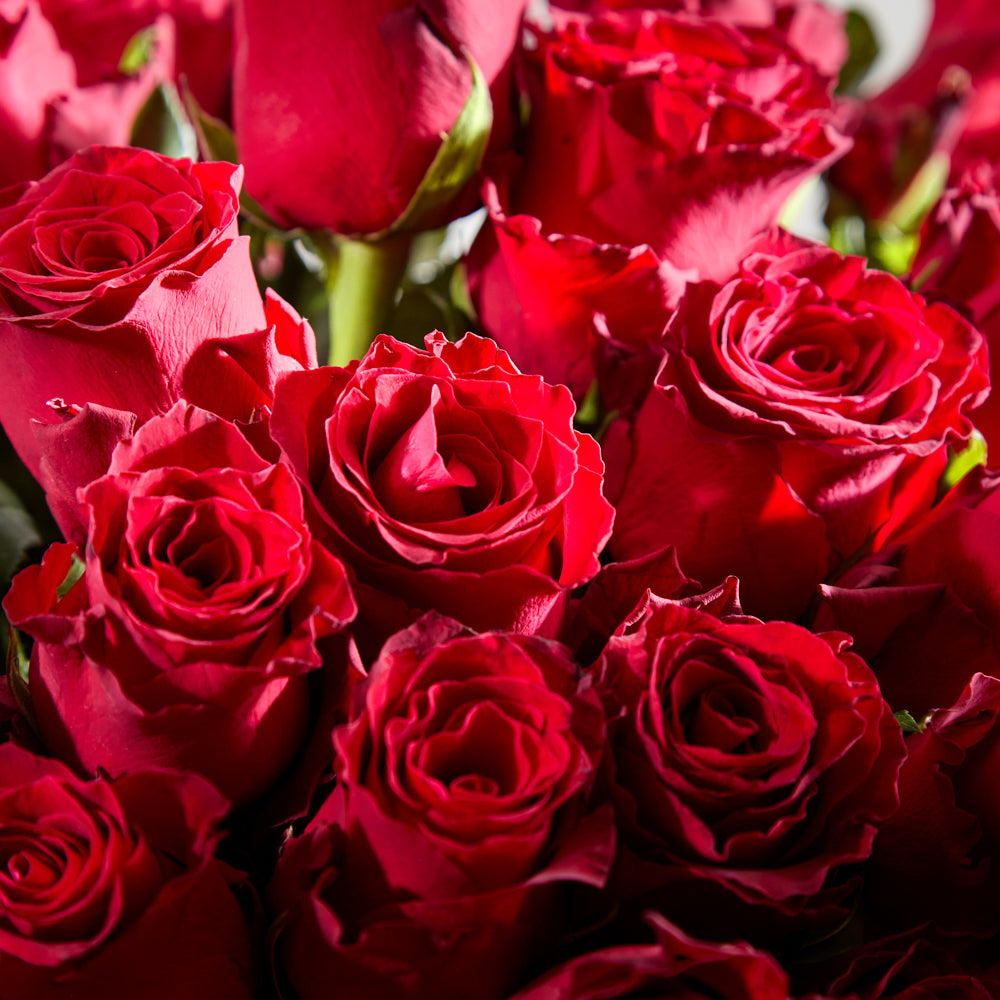 50 Red Roses