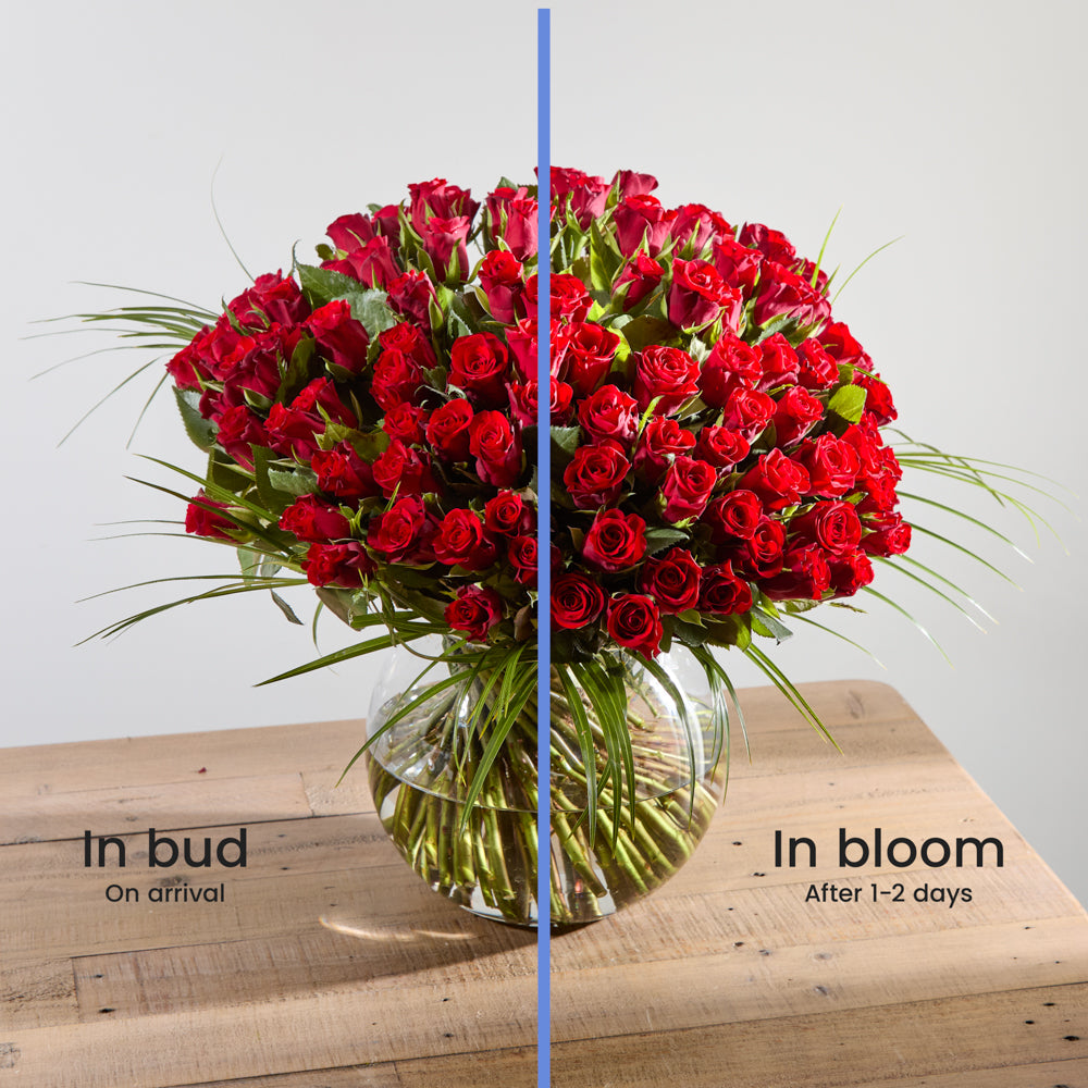 100 Red Roses