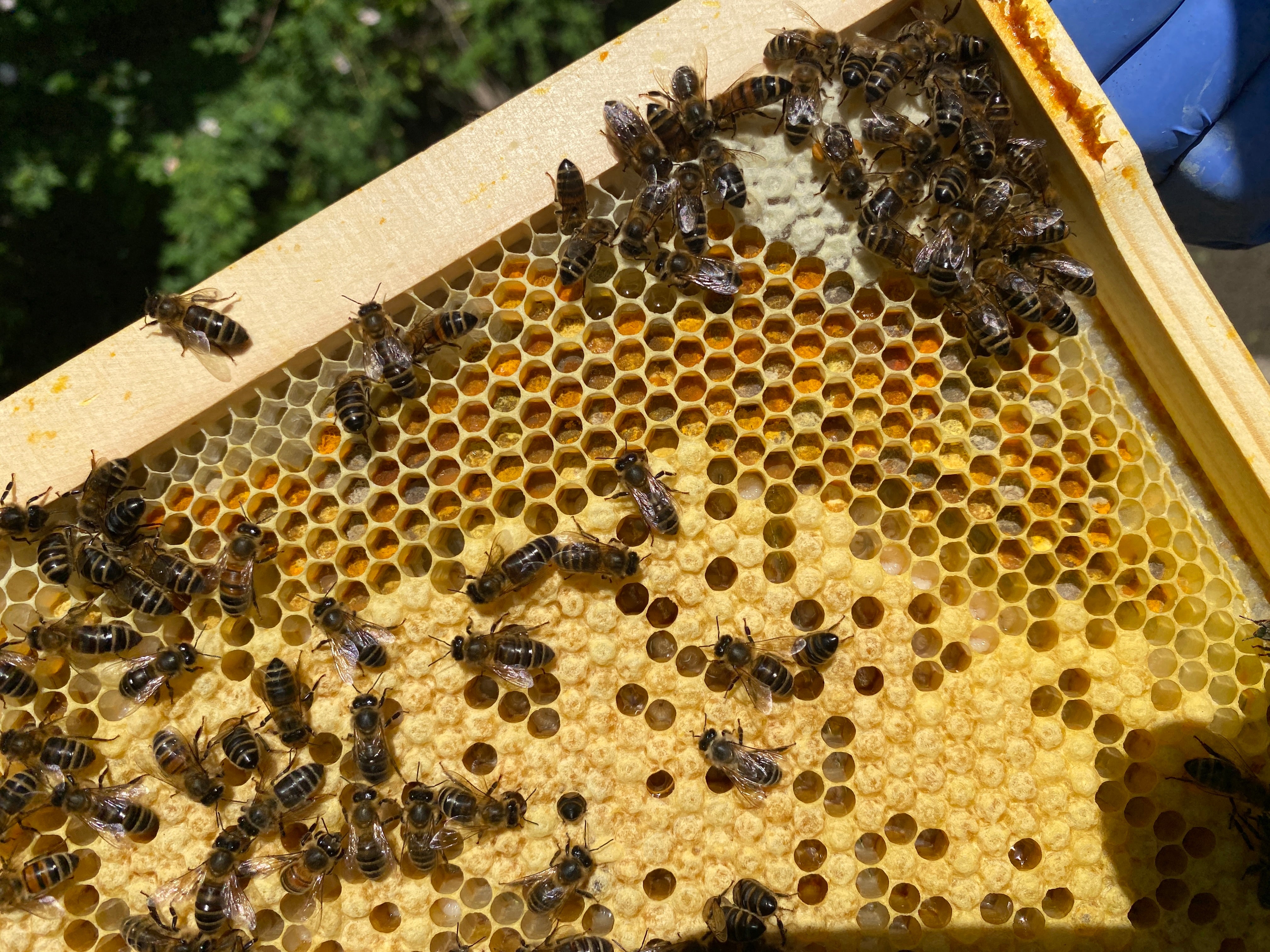Photo of a frame of bee comb. In the top right corner of the comb are cells covered with pale yellow wax. Below that in an arc are cells filled with different coloured pollen which has been compacted in to the cells. Underneath that are cells with a more golden brown wax cap. Inside these cells are pupating larvae.