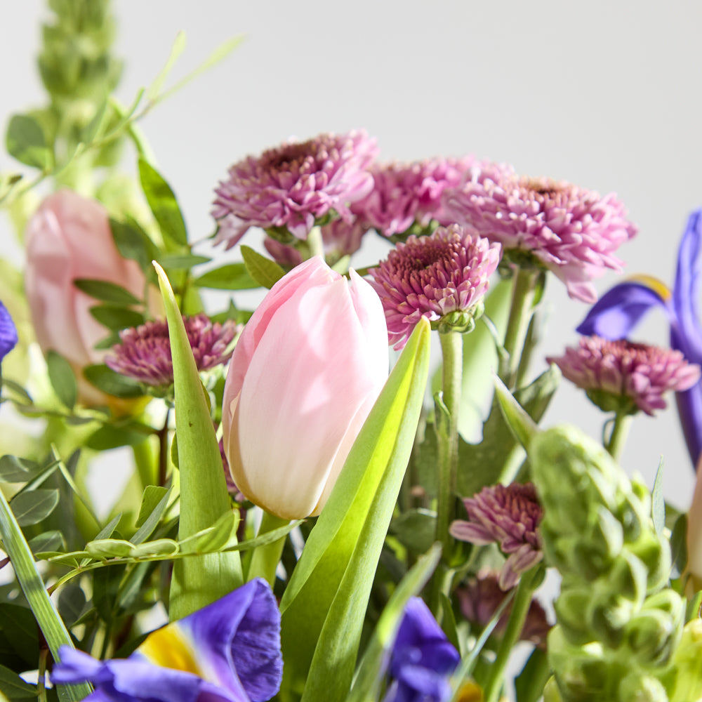 Sacred Violet