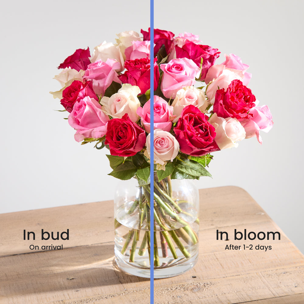 24 Mixed Roses