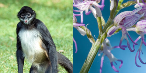 Monkey and naked man orchid