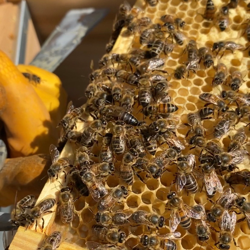 photo of the edge of a frame of comb that is covered with bees. Most of these bees are workers, but one of them has a longer body that is mostly dark brown. This is the queen bee
