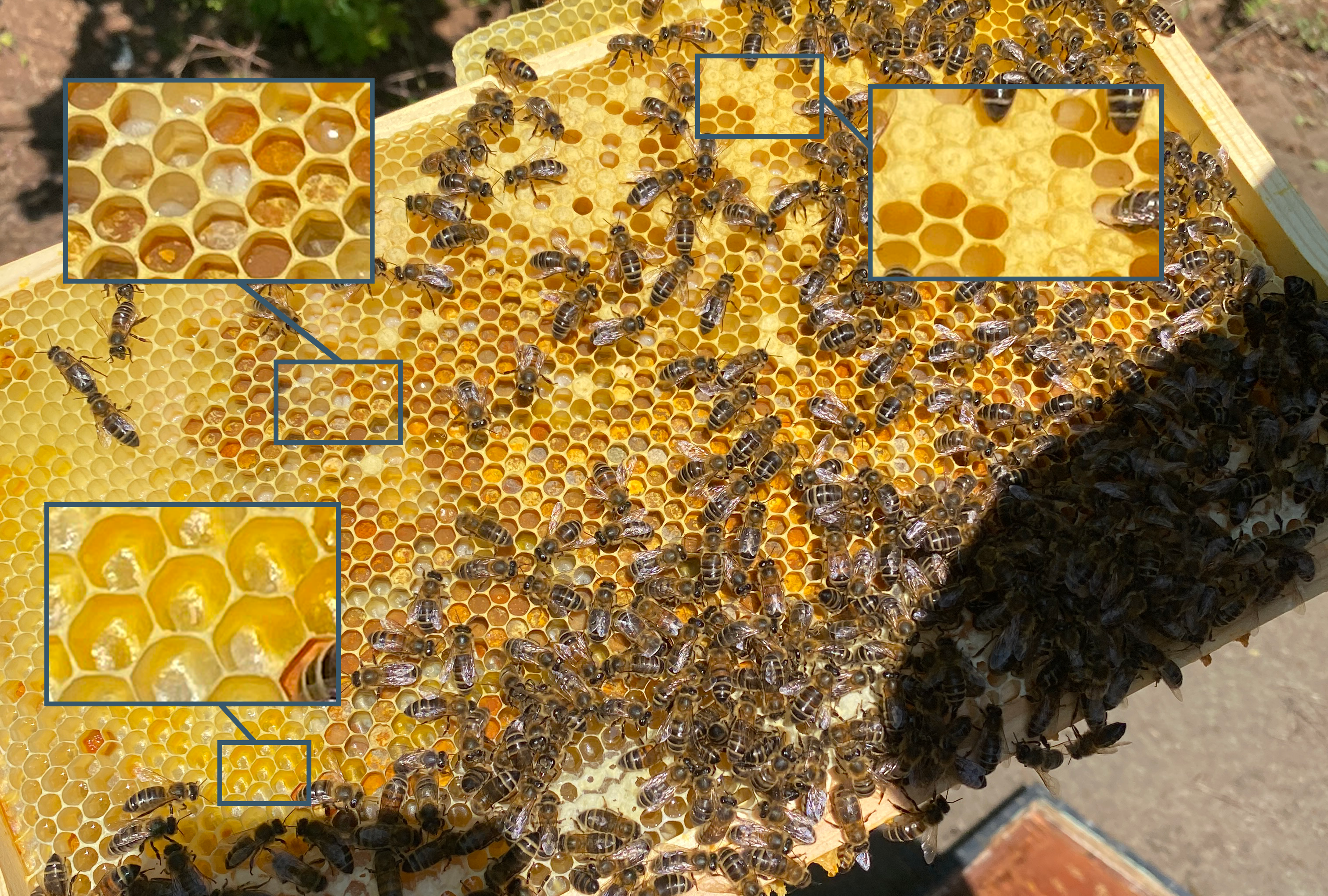 Picture of a brood frame with comb. Three sections have been enlarged to show a tiny rice grain-like egg in the bottom left, a cell with a large larva in the top left, and a capped cell in the top right.